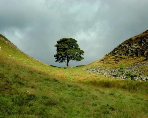 Sycamore Gap during a fleeting break in the clouds.