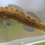 A Barrens darter fish.