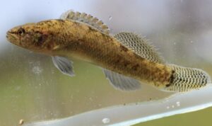 A Barrens darter fish.