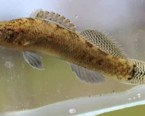 A Barrens darter fish.