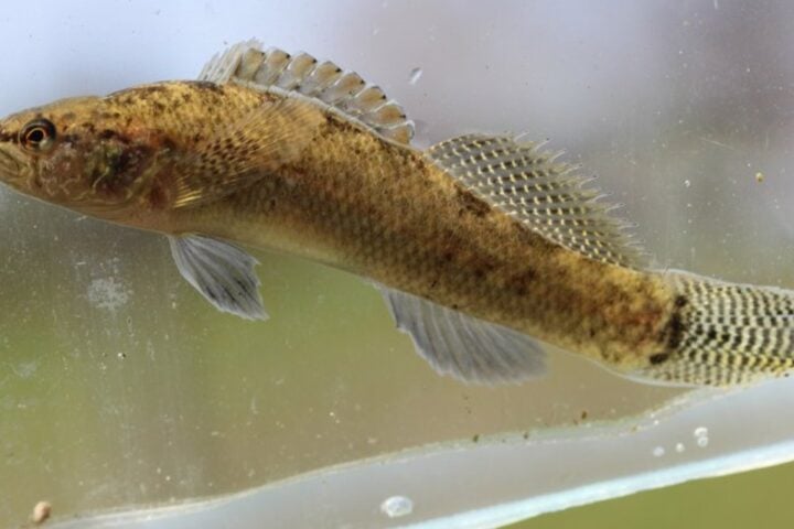 A Barrens darter fish.