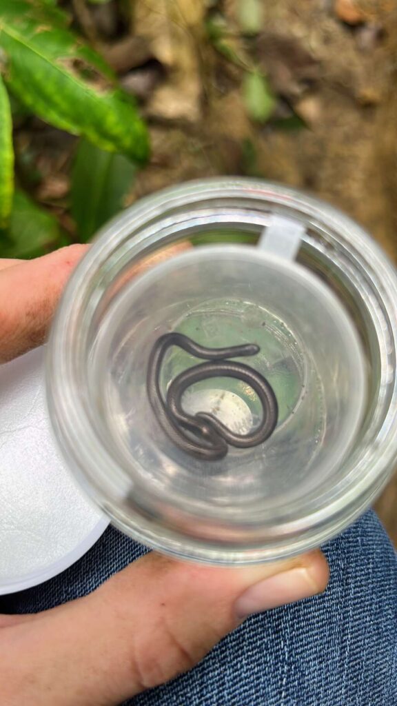 Tiny 4.1-Inch Snake Rediscovered After 20 Years in Barbados (1)