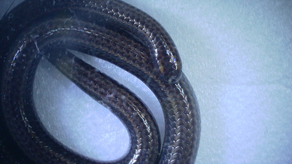 Tiny 4.1-Inch Snake Rediscovered After 20 Years in Barbados (3)