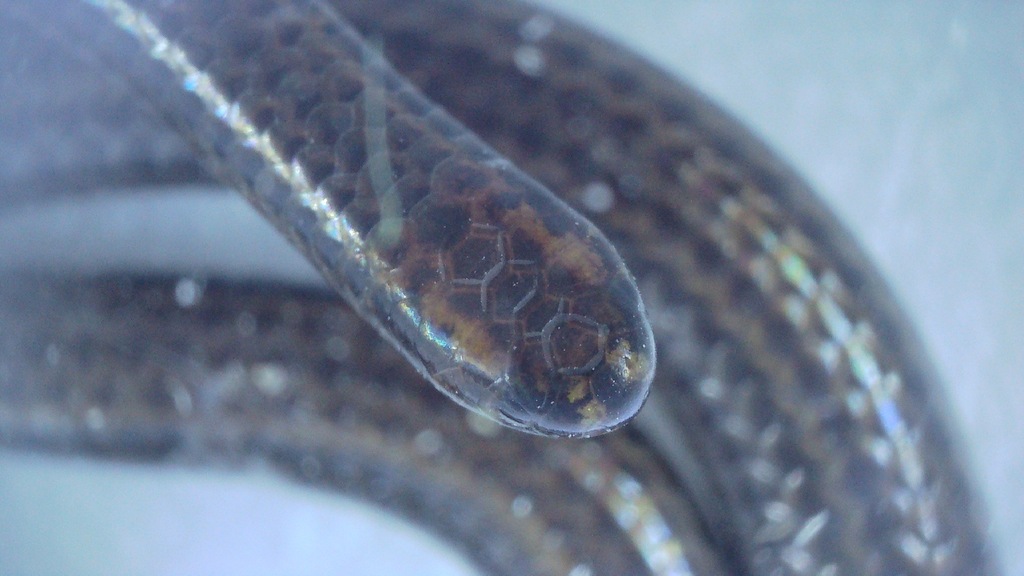 Tiny 4.1-Inch Snake Rediscovered After 20 Years in Barbados (5)