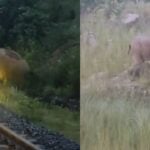 Screengrabs from the video of the Mother Elephant and the Calf.