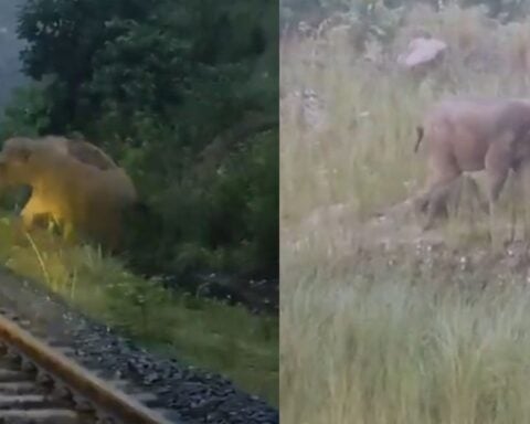 Screengrabs from the video of the Mother Elephant and the Calf.