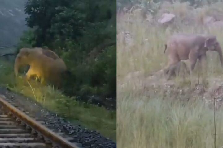 Screengrabs from the video of the Mother Elephant and the Calf.