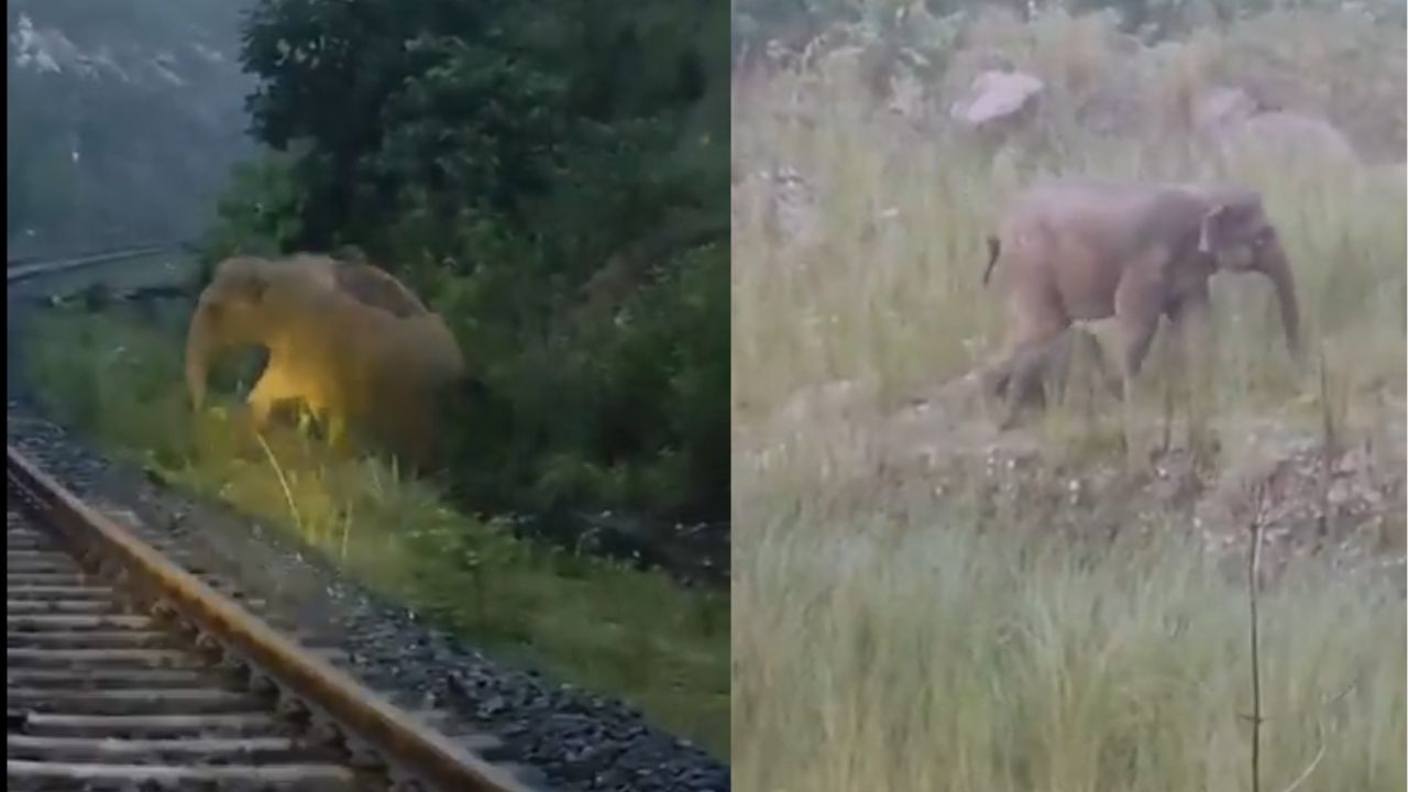Screengrabs from the video of the Mother Elephant and the Calf.