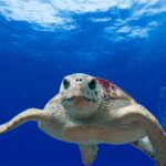Gray and Green Turtle Swimming on Water Photo Source: Pixabay