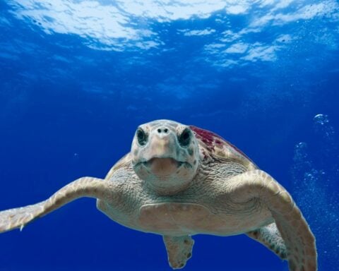 Gray and Green Turtle Swimming on Water Photo Source: Pixabay