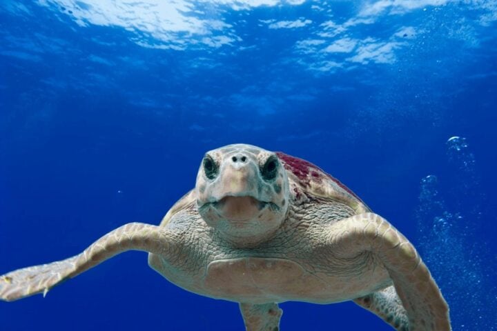 Gray and Green Turtle Swimming on Water Photo Source: Pixabay