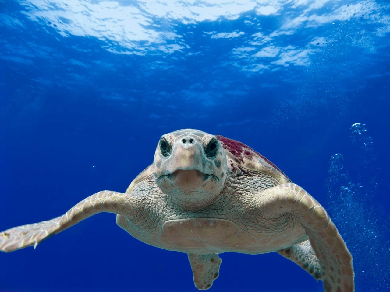 Gray and Green Turtle Swimming on Water Photo Source: Pixabay