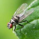 Macro shot of house fly.