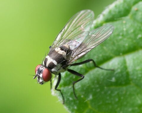 Macro shot of house fly.