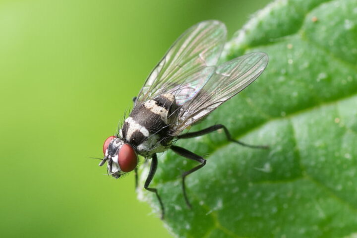 Macro shot of house fly.