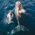 Whale with Calf in Sea