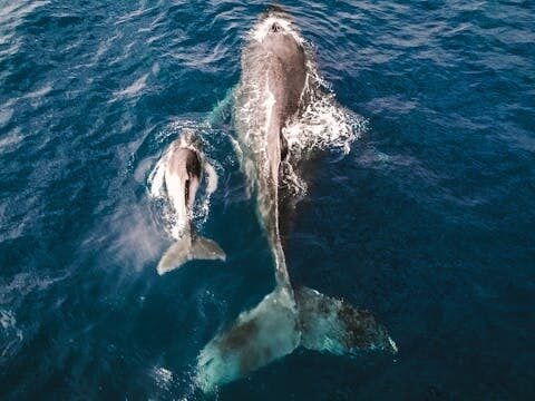 Whale with Calf in Sea