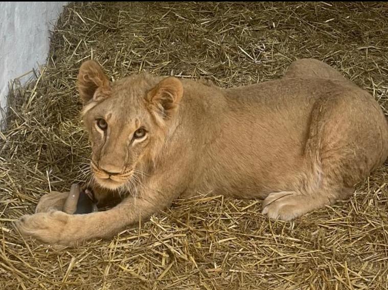 Lion rests on hay inside a shelter at Yorkshire Wildlife Park.