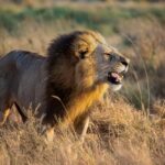 Representative Image. Roaring Male Lion Standing in Grass