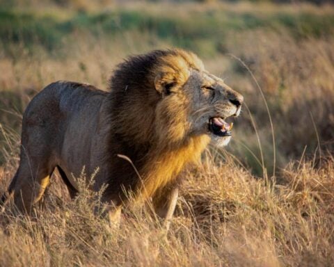 Representative Image. Roaring Male Lion Standing in Grass