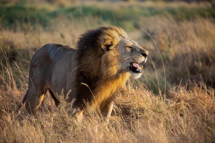 Representative Image. Roaring Male Lion Standing in Grass