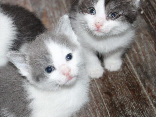 134 Cats Found in U-Haul 28 Dead, 106 Rescued in California (7)