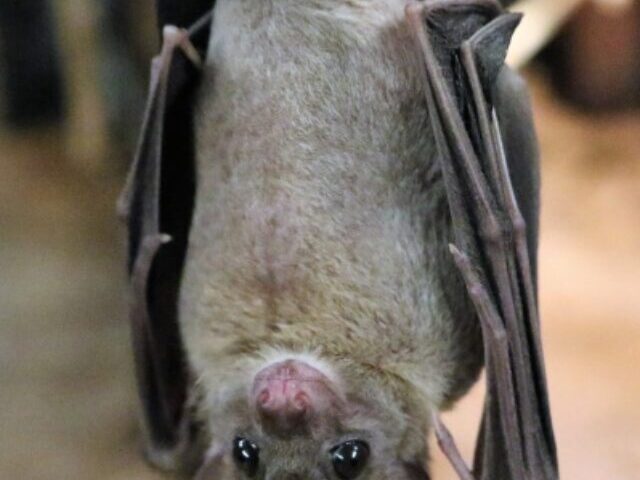 cropped-20-New-Bat-Viruses-in-China-Show-Links-to-Deadly-Diseases-1-1.jpg