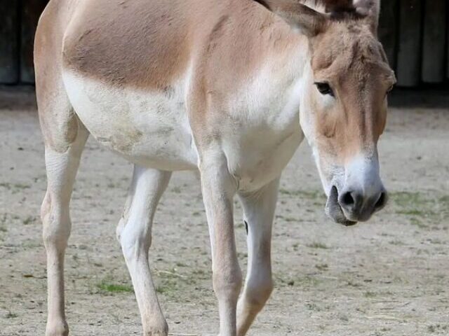 cropped-4-Persian-Zebra-Foals-Born-in-Iran-Boost-Population-From-50-to-8-12.jpg