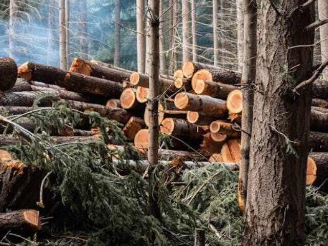 5,700 Hectares of Critical Caribou Habitat Slated for BC Logging (1)