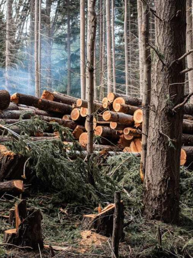 5,700 Hectares of Critical Caribou Habitat Slated for BC Logging