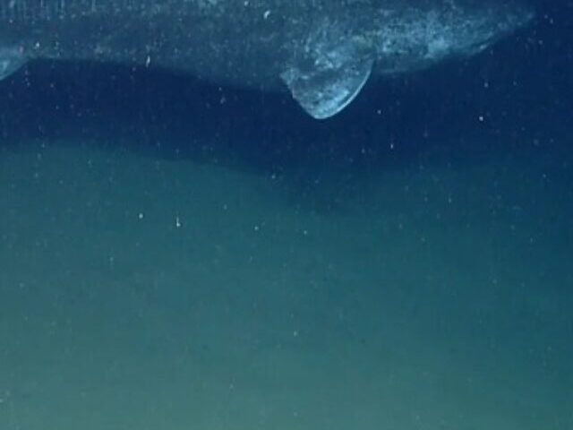 A Greenland Shark. Photo Source: NOAA Photo Library (Flickr)