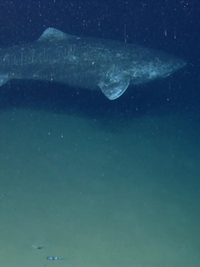 Pacific Sleeper Sharks Queue at 1,629m Depth in South China Sea
