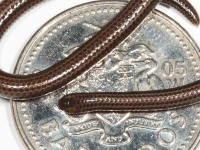 Barbados threadsnake (2)