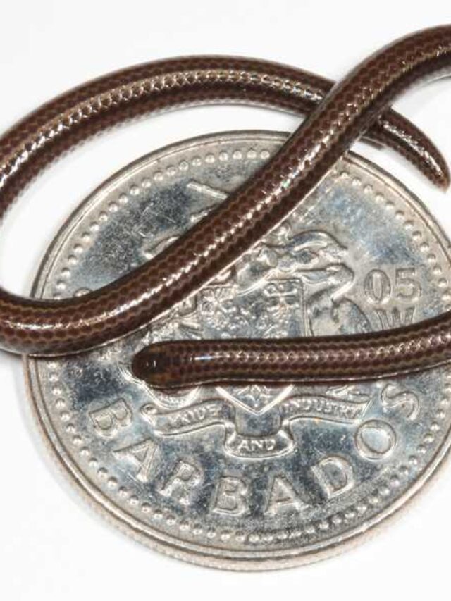 Tiny 4.1-Inch Snake Rediscovered After 20 Years in Barbados