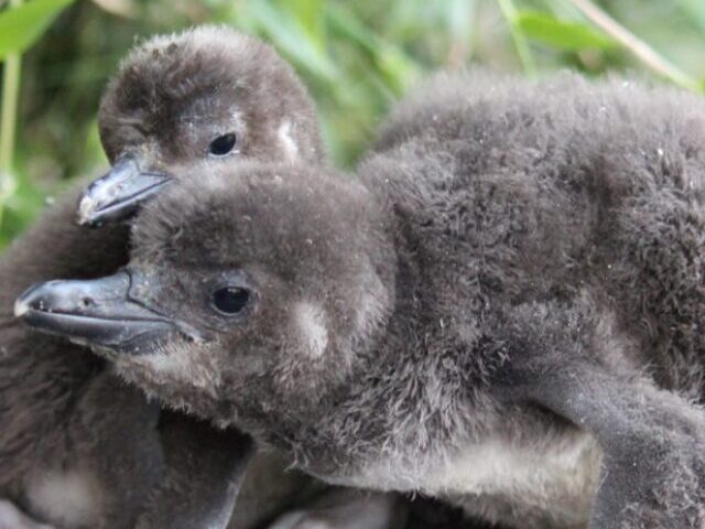 Blackpool Zoo's Penguin Pedicures Help Track Rare Chick Development