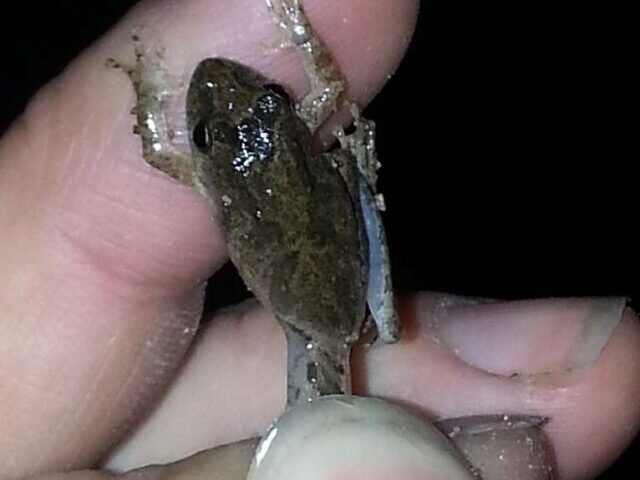 Canada First Protected Species Extinct 50% Wetland Loss Blamed