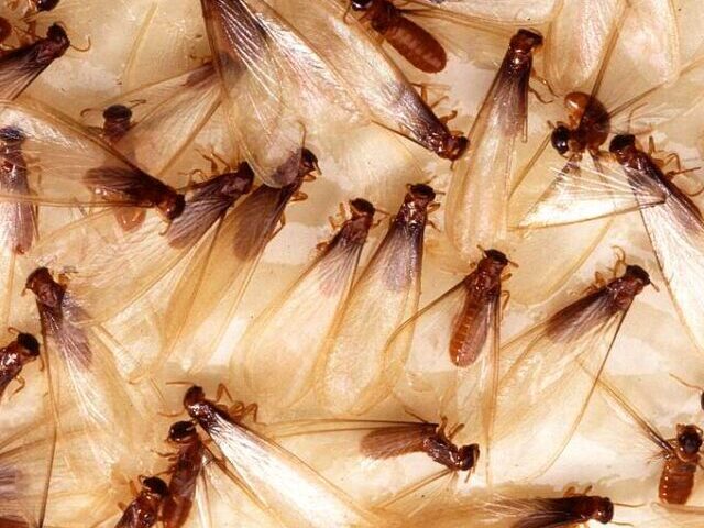 Climate Crisis Triggers Tens of Millions Flying Ants UK Swarm July 22-25