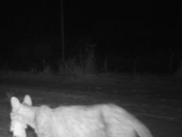 cropped-Desert-Mammals-Surge-33x-in-Australian-Feral-Free-Zones.jpg