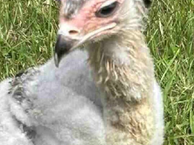 cropped-Endangered-Secretary-Bird-Chick-Thrives-at-Longleat-as-Wild-Population-Falls-Below-10000.jpg