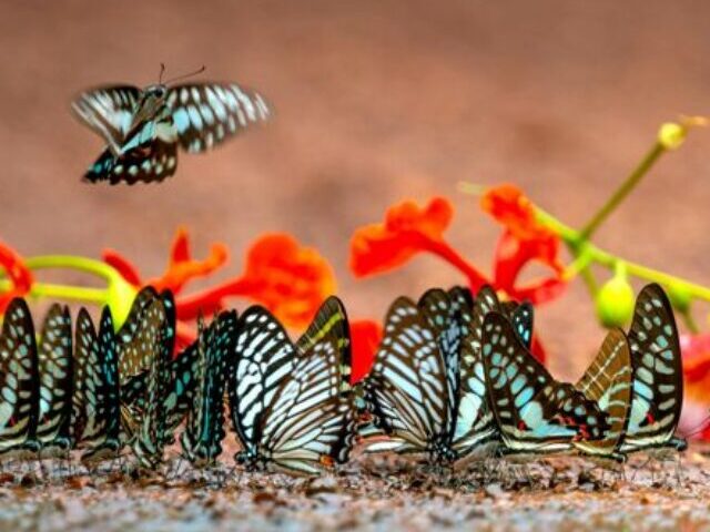 cropped-Farm-Hedges-Combat-UKs-Record-Butterfly-Decline-Study-Shows-5.jpg