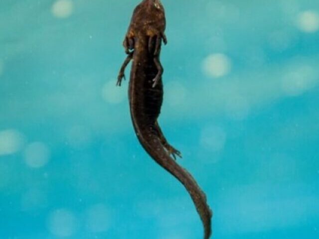 Lawsuit Filed as Crater Lake Newt Population Drops to Just 13