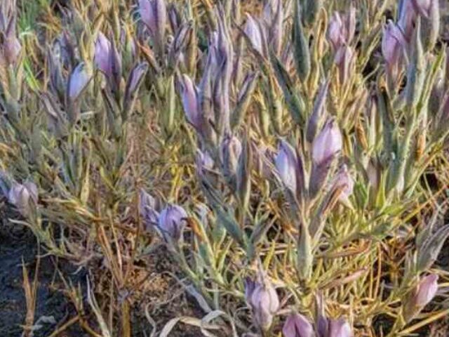 Lawsuit Filed to Protect Rare Desert Wildflower.