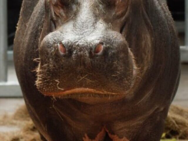 Close-up of a hippopotamus.