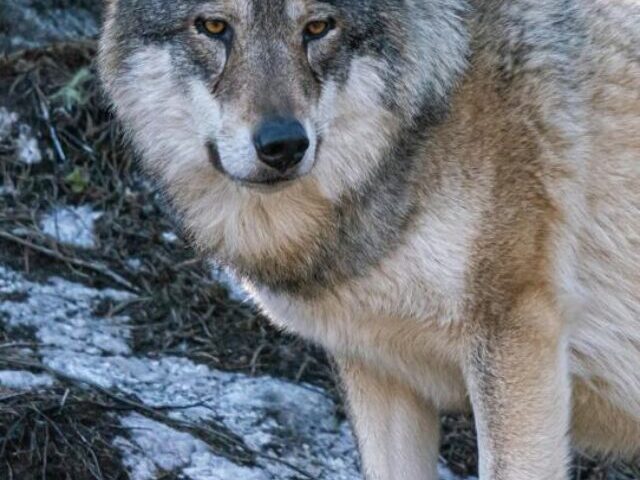 cropped-Mexican-Gray-Wolf-Protections-at-Risk-Despite-286-Population-Count-6.jpg