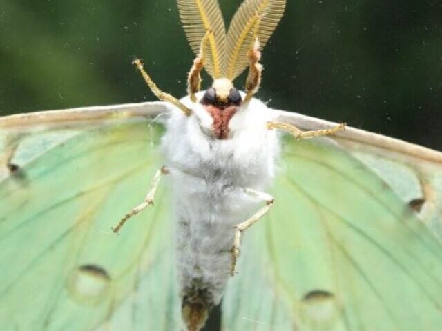 cropped-Moths-Create-Music-80-Species-Compose-Melodies-While-Their-Population-Drops-40-10.jpg