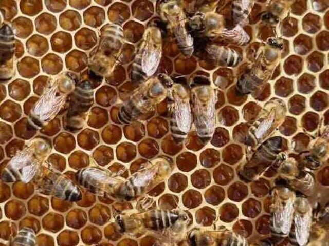cropped-Native-Australian-Bee-Honey-Works-Against-Germs-Even-After-18-Years-When-Regular-Honey-Fails-1.jpg