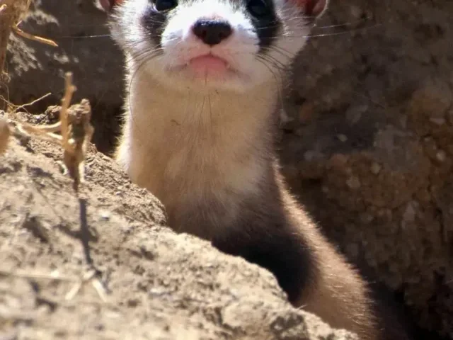 Black-Footed Ferret