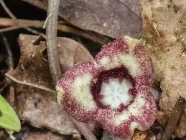 cropped-Rare-Carolina-Plant-Rebounds-From-24-to-119-Populations-USFWS-Removes-Protected-Status.webp