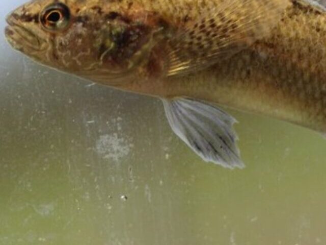 A Barrens darter fish.