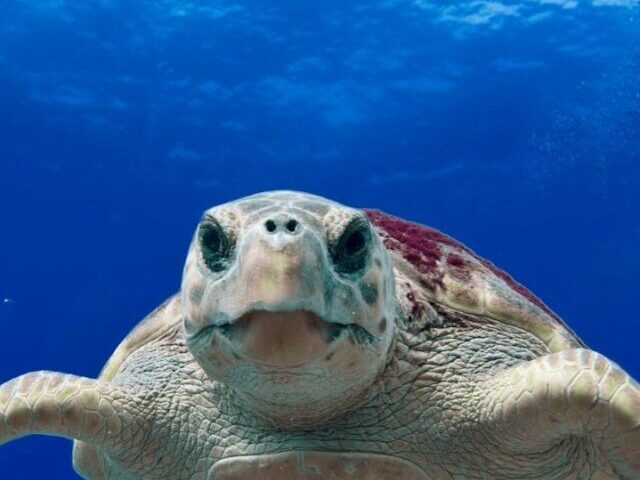 cropped-Turtles-Defy-Cancer-Only-1-Rate-Despite-Century-Long-Lives-12.jpg